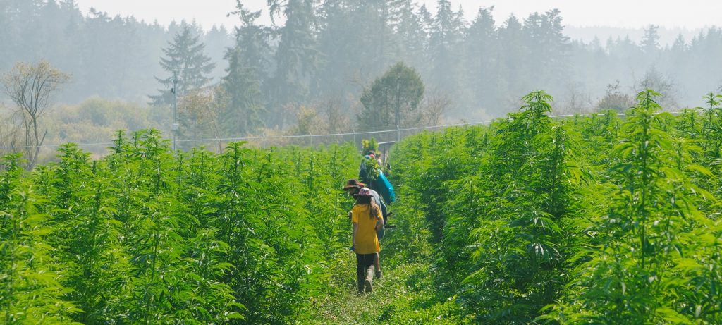 GOOD BUDS Salt Spring Island