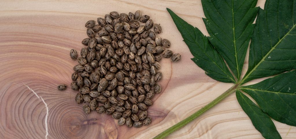 Cannabis Seeds