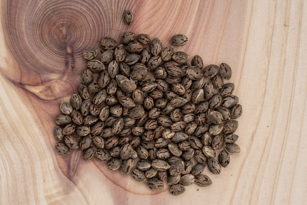 Cannabis Seeds