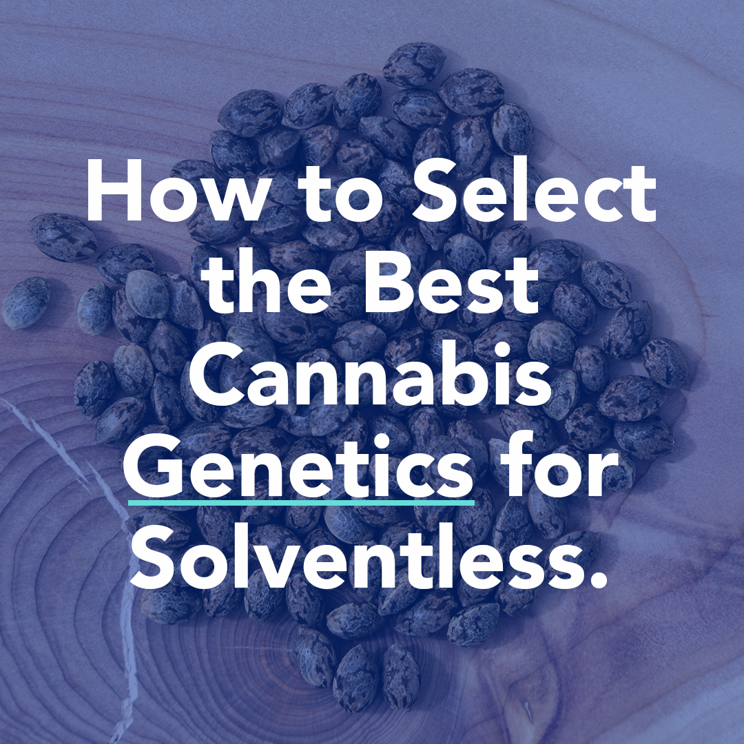 Selecting-the-beset-cannabs-genetcs-for-solventless-extraction