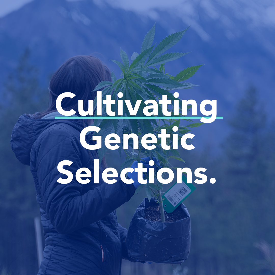 Thumbnail-Cultivating-Genetic-Selections-For-Solventless-Extraction