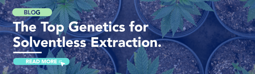 Blog-Top-Cannabis-Genetics-For-Solventless-Extraction